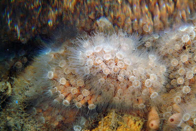 Epizoanthus arenaceus